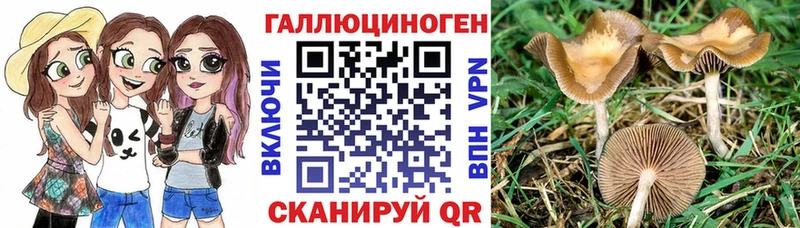 что такое   мега как войти  Псилоцибиновые грибы Cubensis  Уварово 